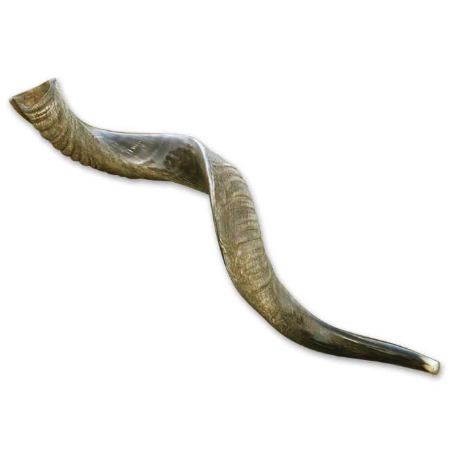 Mittleres Jemenitisches Schofar,  60 bis 64 cm /  23 bis 25 Zoll