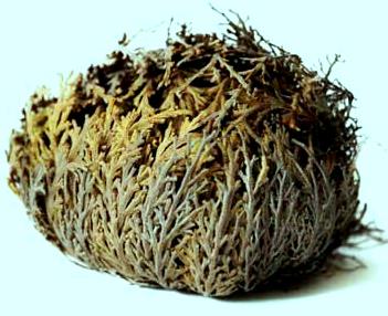 Rose von Jericho