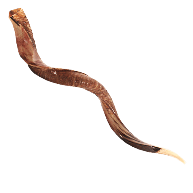 Extra-großes Jementisches Schofar  (Kudo), 110 bis 114 cm / 43 - 45 Zoll