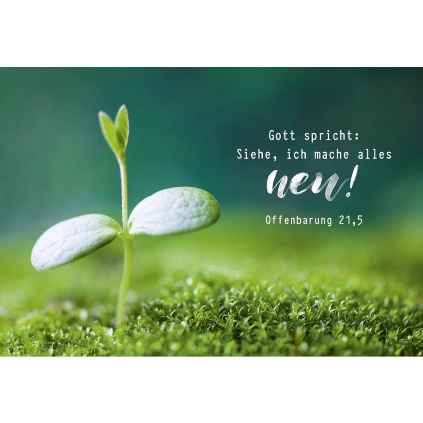 Jahreslosung 2026 - Poster A3 "Pflanze"