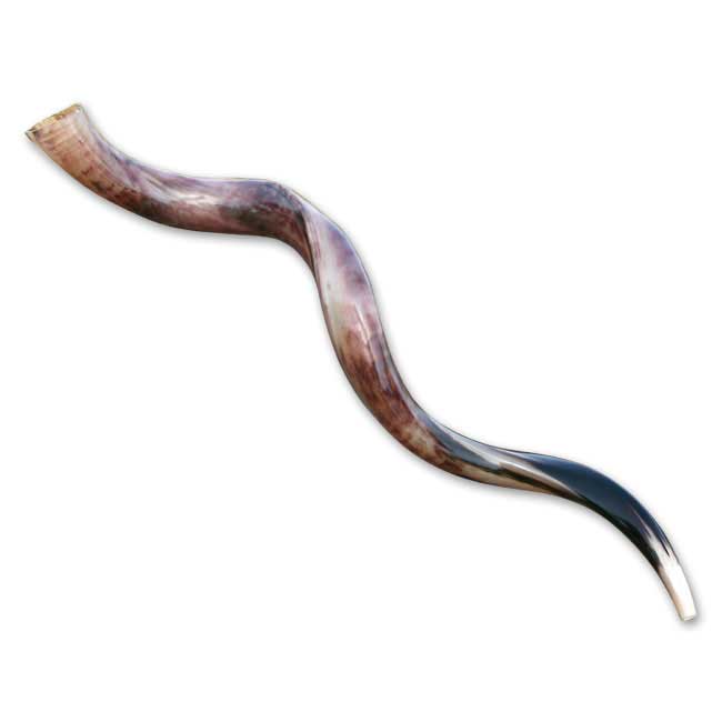 Großes Jemenitisches Schofar, 90 bis 94 cm / 35 bis 37 Zoll