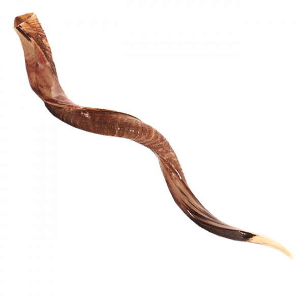 Mega Jumbo Yementisches Schofar (Kudo), 110 bis 116 cm lang